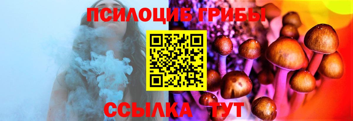 Галлюциногенные грибы Psilocybe Кизилюрт